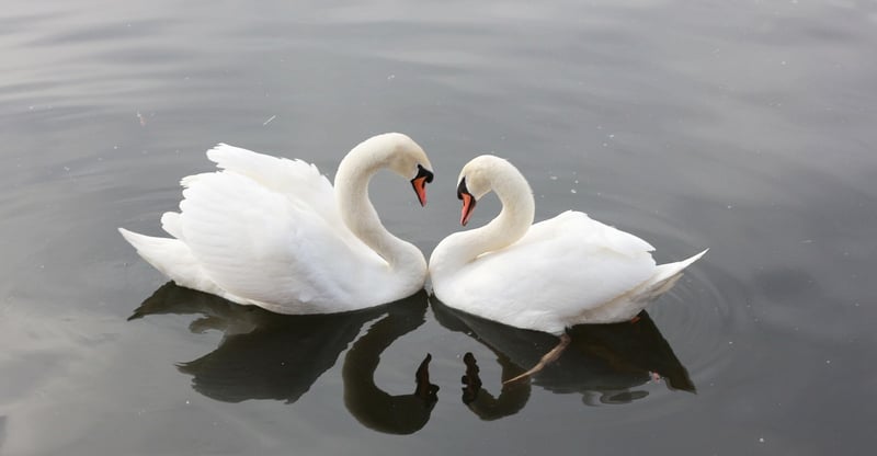 Everlasting Love